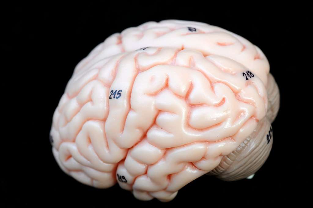Résultat de recherche d'images pour "cerveau humain"