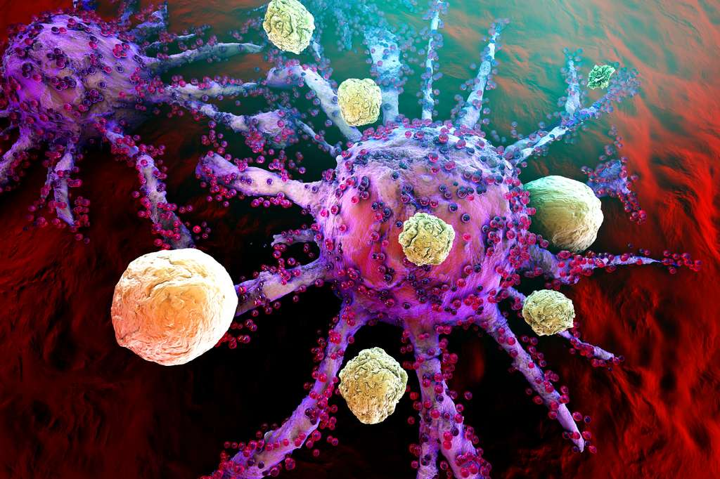 StimulÃ©es par le virus, les cellules immunitaires vont sâ??attaquer aux cellules cancÃ©reuses. Â© Spectral-Design, Fotolia