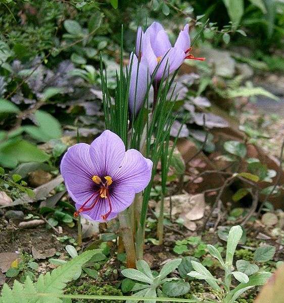 crocus-sativus1