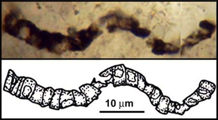 L'un des filaments carbonés observés dans une lame mince de la roche de l'Apex Chert. S'agit-il bien d'un microfossile ? © J. William Schopf, UCLA