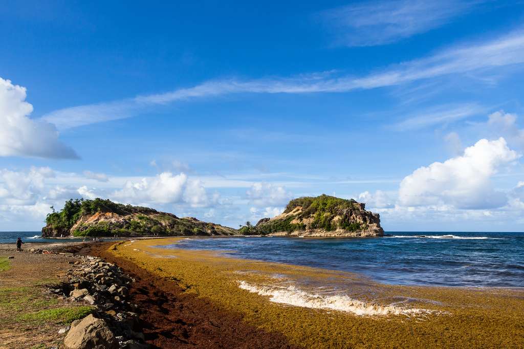 En Martinique, la décomposition des sargasses sur les plages émane du sulfure d’hydrogène et entraîne des dommages économiques. © floriusquimbert, Flickr