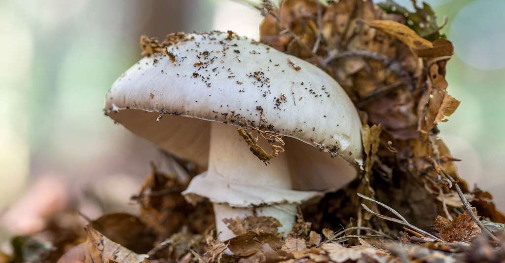 Le rosÃ© des prÃ©s (Agaricus campestris) est un champignon comestible qui pousse au pied des arbres. Â© Jolanda Aalbers, Shutterstock