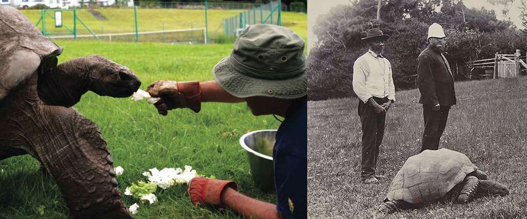 À gauche : Jonathan en 2016, âgé de 183 ans, nourri par le docteur Joe Hollins sur la pelouse de la maison du gouverneur ; à droite : Jonathan en 1900. Il était alors âgé de 67 ans. © British Veterinary Association, BNPS