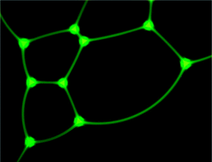 Sectional view of the foam. The green lines are the walls of the bubbles and the green dots are the edges of Plateau, these micro-channels which concentrate the enzymes and the products of the artificial photosynthesis. © American Chemical Society 2010