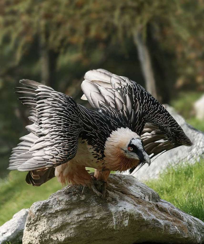 Les aventuriers peuvent partir à la recherche du gypaète barbu, le plus grand vautour d'Europe réintroduit dans les Alpes. © Richard Bartz, CC by-nc 2.5