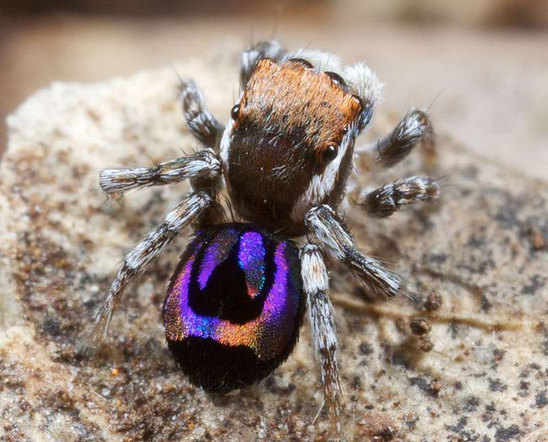 La taille de cette araignée-paon ne dépasse pas les 5 millimètres. Pourtant, l'animal porte sur son corps, des arcs-en-ciel tout entiers. © Jurgen Otto