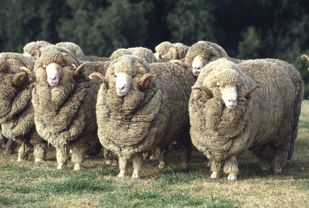 Un mouton mÃ©rinos produit chaque annÃ©e lâÃ©quivalent de 9.000 km de fibre. Â© 169169, Fotolia
