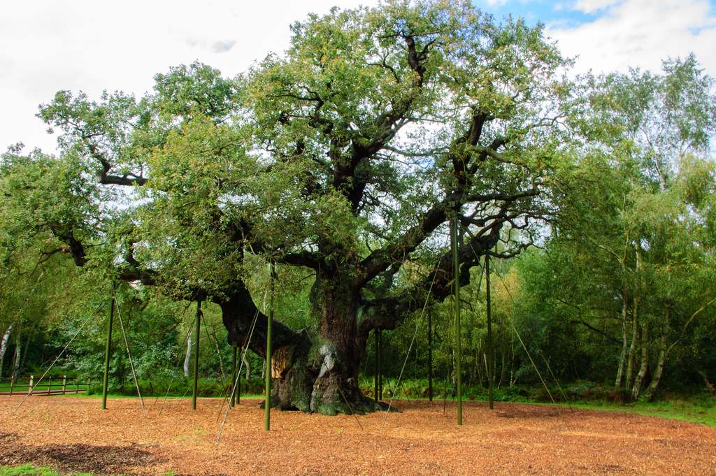 أغلى سبع أشجار في العالم B064efe75e_130099_major-oak-sherwood-c-marjo-van-diem-flickr