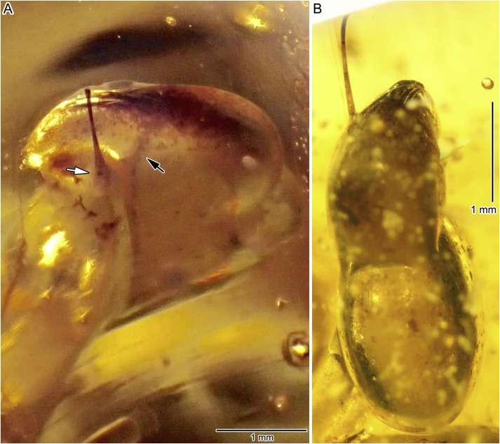 On peut voir l'un des deux yeux de l’escargot, piégé dans une petite bulle d’air. © Xing et al., Cretaceous Research, 2018