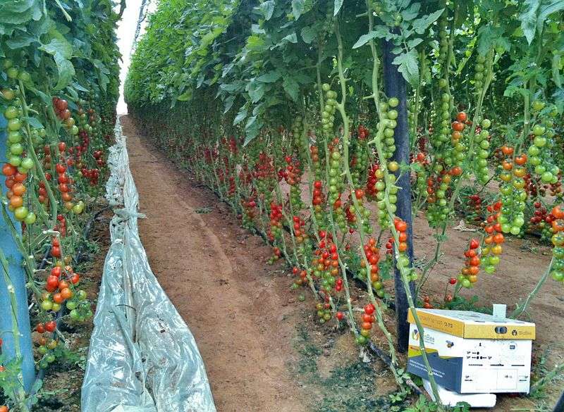 A greenhouse in Israel.  The replacement of glass wool with sand increases the production period of tomatoes.  © Eddau, Wikimedia Commons, CC by-sa 3.0