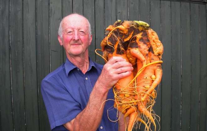 Pete Glazebrook cumule les records des plus gros légumes du monde. Pesant 9,1 kg, cette carotte détient depuis 2014 le record absolu de la plus grosse. © Guinness World Records