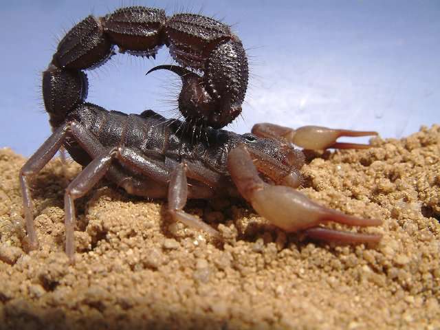 Parabuthus transvaalicus est un scorpion dangereux. © Alexander Tietz, Wikipédia, CC by-sa 2.0
