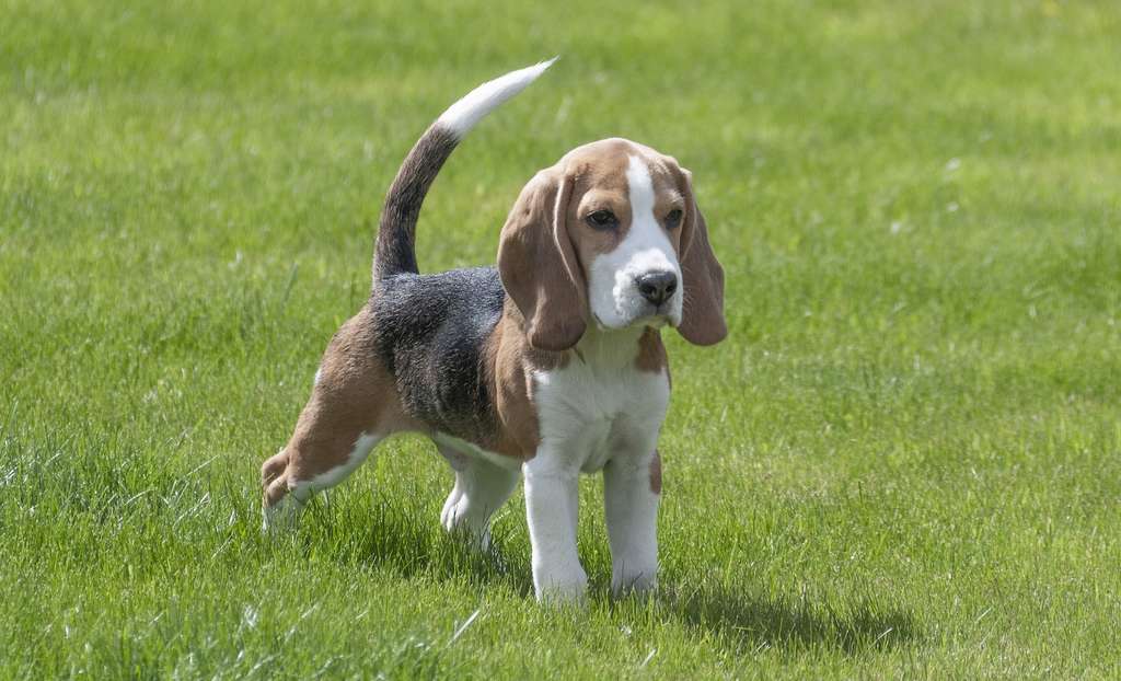 Le beagle est l’un des chiens au sens de l’odorat le plus développé. © Nick115, Pixabay License
