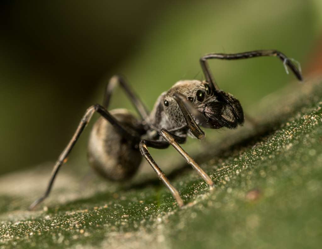 Le « lait » nutritif de l’araignée sauteuse Toxeus magnus est quatre fois plus riche en protéines que le lait de vache. © portioid, iNaturalist, CC by-sa