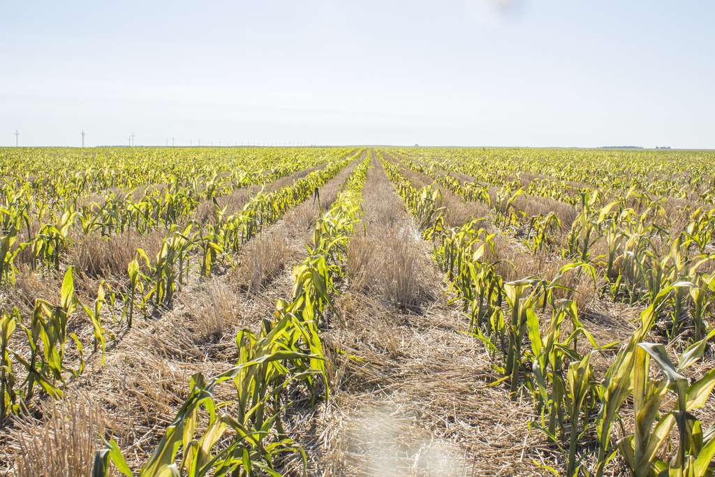 La récolte de blé européenne est au plus bas depuis six ans. © USDA NRCS South Dakota, Flickr CC BY-SA 2.0