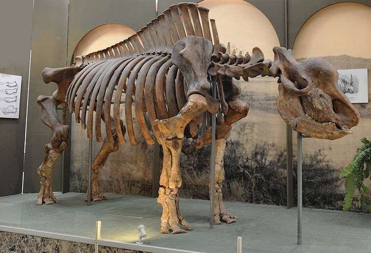 Bien qu’aucune corne de Elasmotherium sibiricum n’ait jamais été retrouvée, on estime qu’elle devait mesurer plus d’un mètre de long. © Igor Doronin/Kosintsev et al., 2018