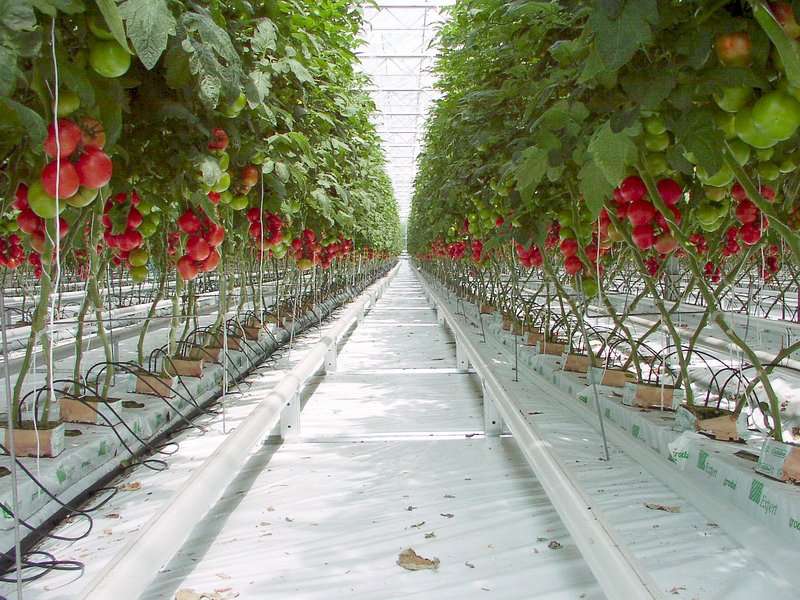 Above-ground or hydroponic tomato cultivation.  In industrial production, the plants are fed drop by drop with a suitable solution.  © Carlos Yo, CC by-sa 3.0