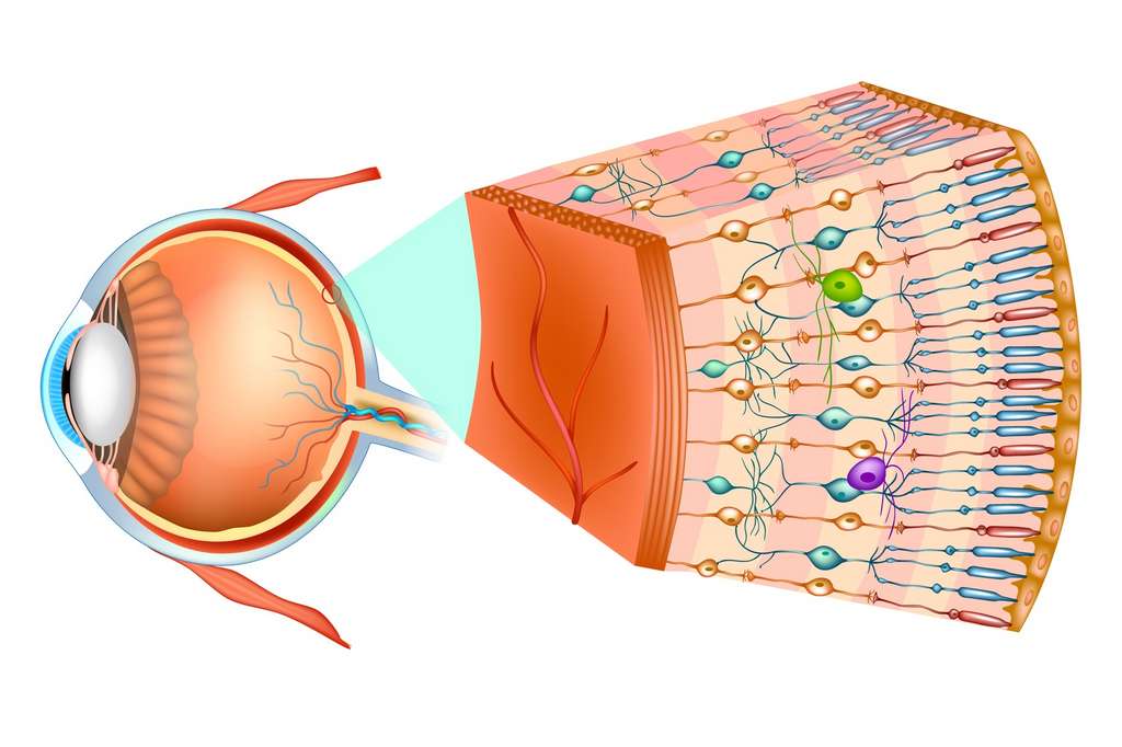 À l’arrière de l’œil, dans la rétine, se trouvent des cellules photoréceptrices, les cônes et les bâtonnets. Ces cellules envoient un message à des neurones qui le transmettent à d’autres neurones, dont l’information transite par le nerf optique. © sakurra, Fotolia