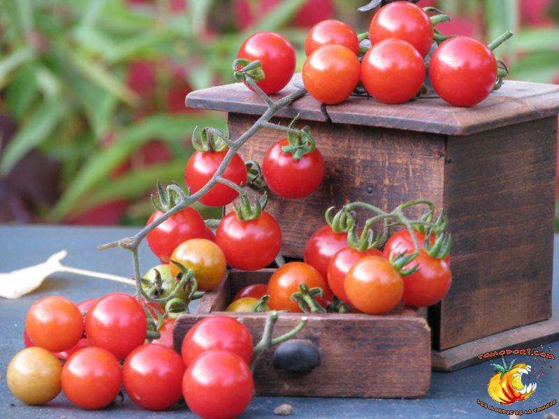 The variety of Barbaniaka tomatoes forms long bunches of round fruits of 3 to 5 grams. © Tomodori
