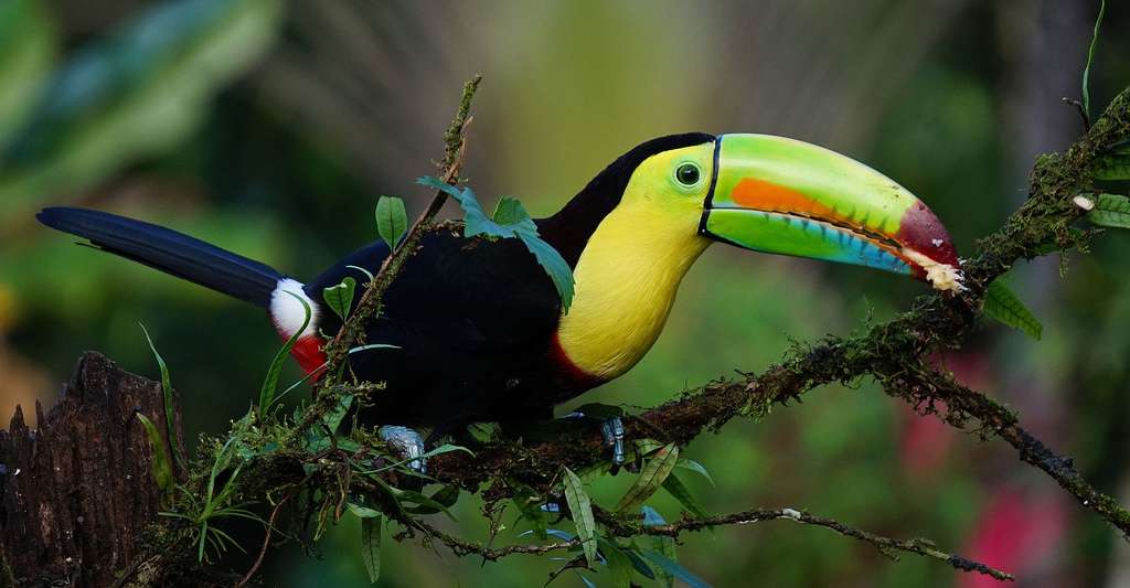 Les toucans de Guyane sont des oiseaux colorés au bec proéminent. Ici, un toucan d'Amérique tropicale. © Fintanobrien, DP