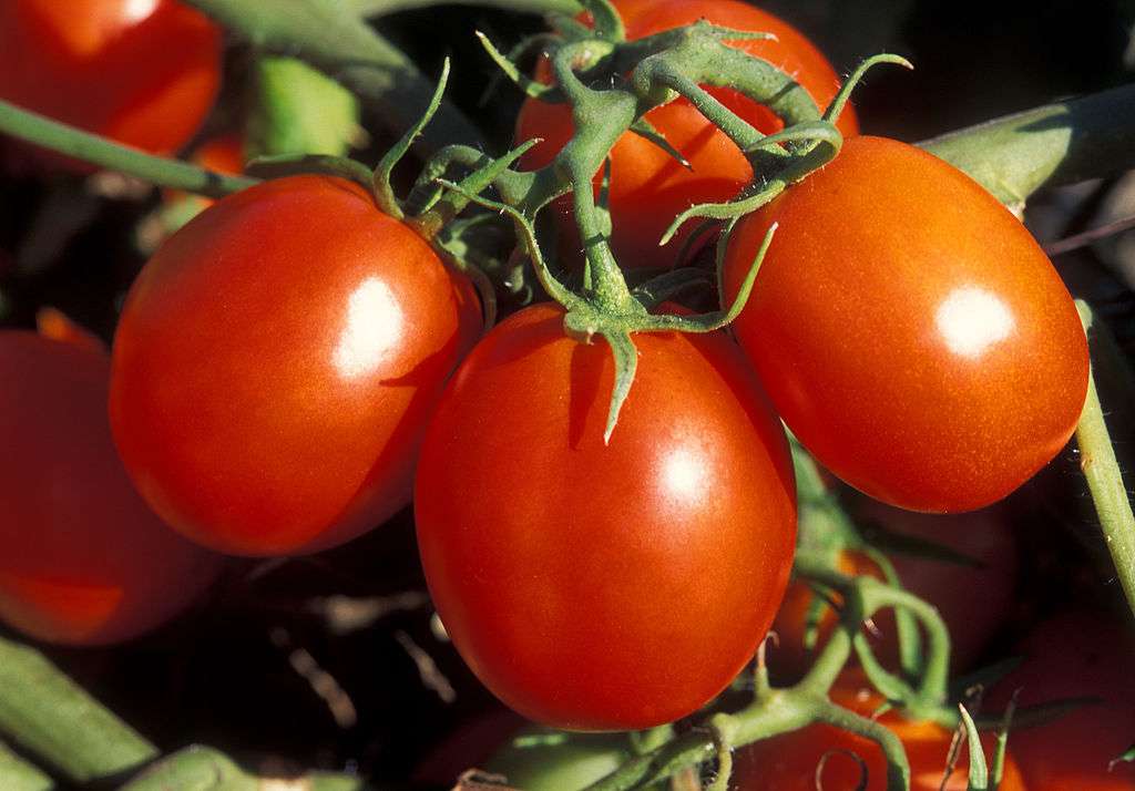 tomate 2