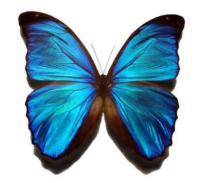 RÃ©sultat de recherche d'images pour "papillon bleu"
