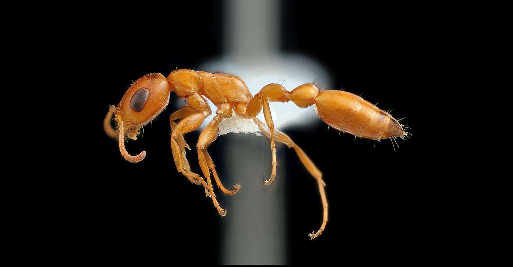 sexe fourmi noir