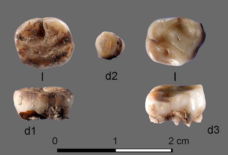 Ces deux dents de lait ont permis d’identifier le nouveau groupe humain des vieux Sibériens du nord. © Université de Cambridge