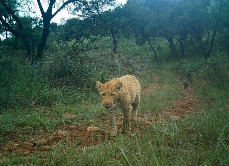 Les photos du léopard rose ont été publiées sur le compte Facebook du Black Leopard Mountain Lodge, un campement touristique situé dans la réserve de Thaba Tholo en Afrique du Sud. © Black Leopard Mountain Lodge, Facebook