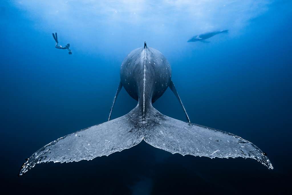 « Gentil géant ». © François Baelen, Ocean Art Competition 2018