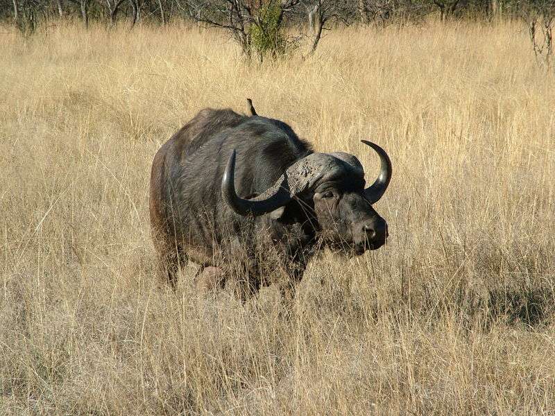 buffalo-afrique