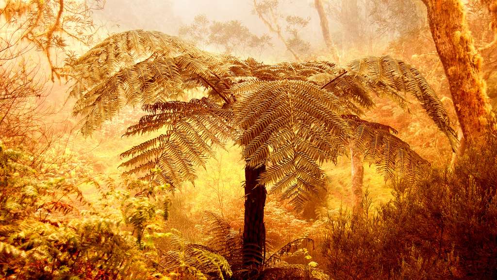 Parc national de la Réunion : au cœur de la forêt sauvage