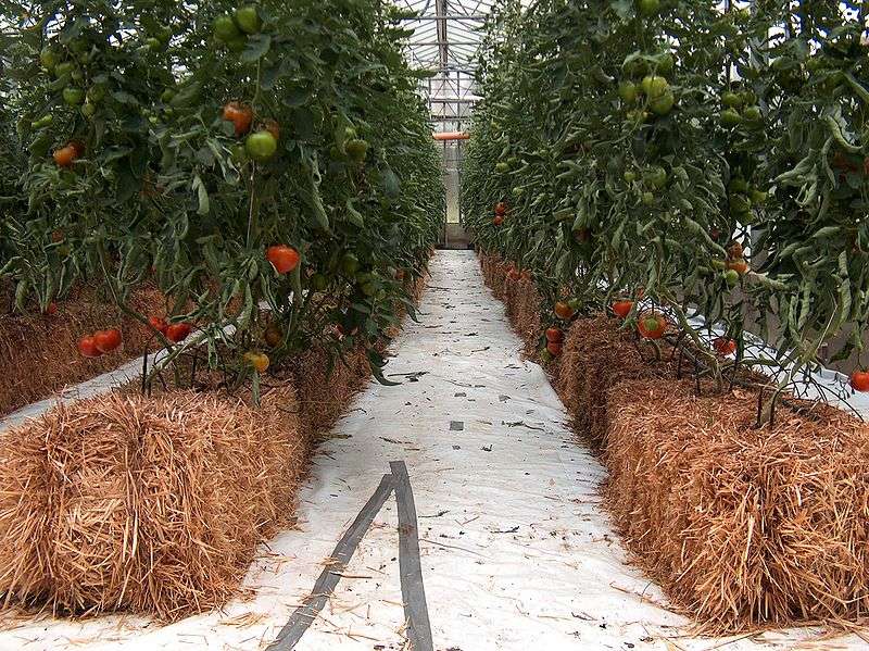 Hydroponics (also called above ground) tomato Black Magigno on straw bales, Italy.  © Giancarlo Dessi, Wikimedia Commons, CC by-sa 3.0
