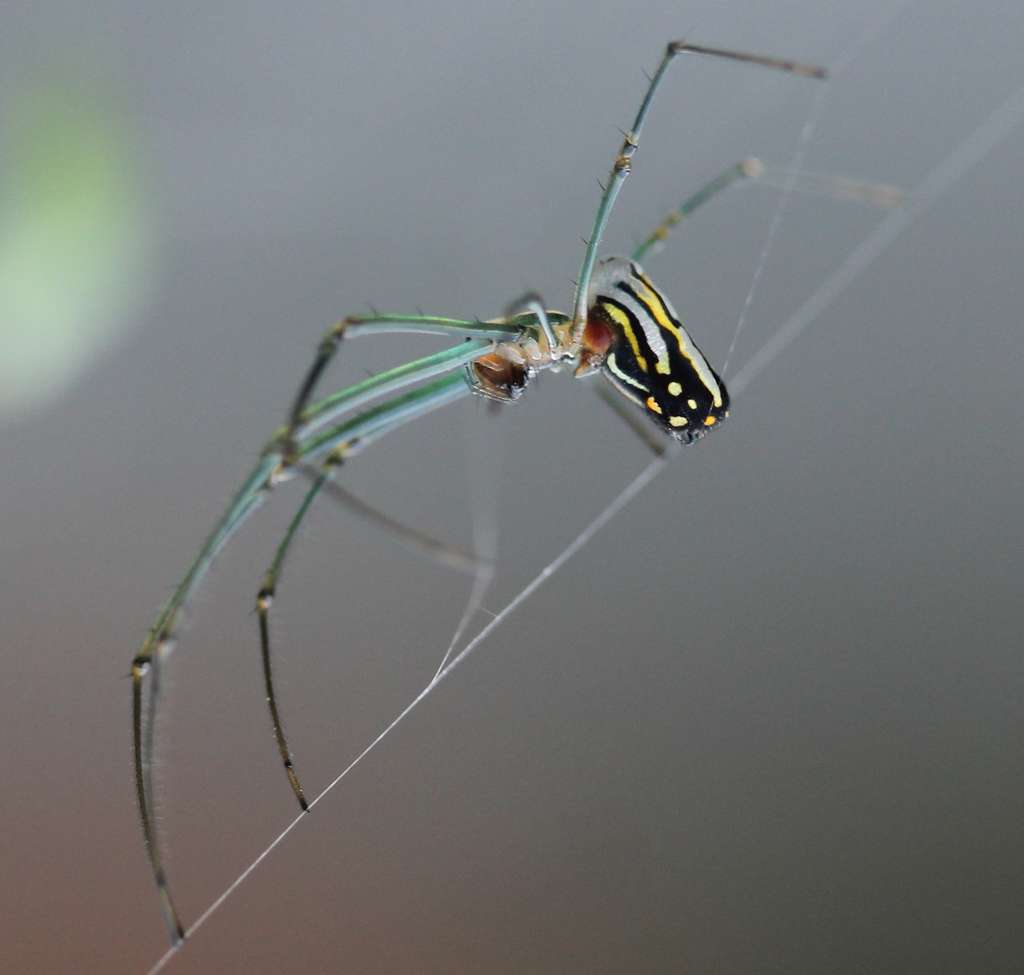 Leucauge argyra est l’une de ces araignées qui vivent en société. © AlaskaDave25, Wikipédia, CC by-sa 3.0