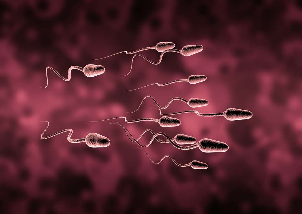 La qualitÃ© et la quantitÃ© de sperme est en baisse dans tous les pays occidentaux. Â© ThorstenSchmitt, Fotolia