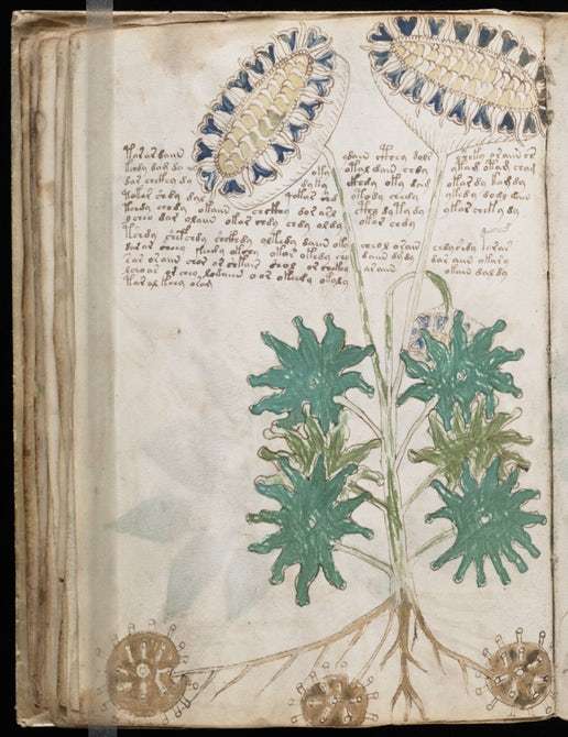 Plusieurs analyses du manuscrit de Voynich ont penché pour un guide botanique. L’analyse pratiquée à l’aide de l’intelligence artificielle a amené les chercheurs à confirmer cette hypothèse. © DP