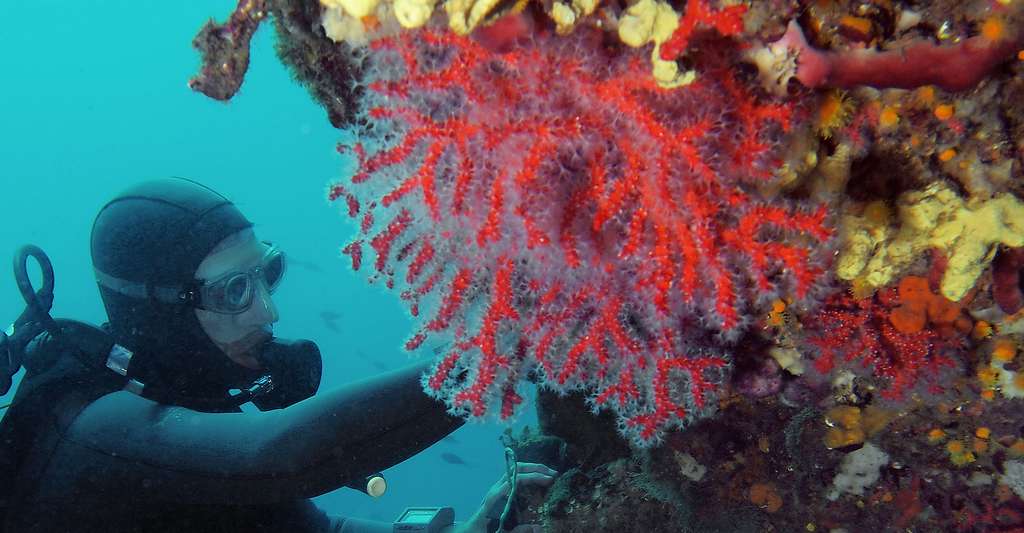 Le corail rouge a toujours été recherché par les Hommes, mais ses stocks diminuent. Ici, dans la réserve marine de Carry-le-Rouet. © J.-G. Harmelin, tous droits réservés, reproduction et utilisation interdites