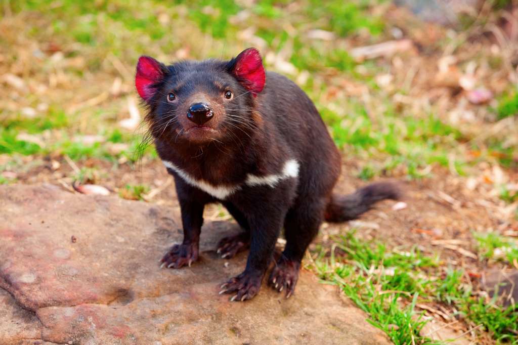 Du point de vue phylogénétique, le diable de Tasmanie est le plus proche cousin vivant du thylacine. © Oleksii, Fotolia