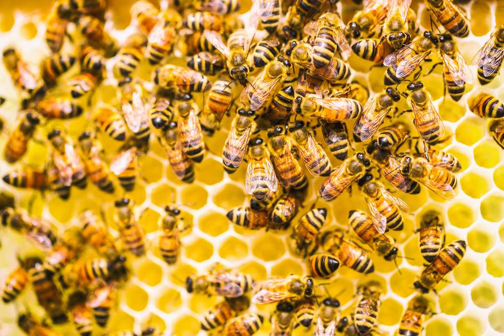 En se nourrissant de pollen contaminé par la bactérie, la reine va engendrer des larves naturellement immunisées. © Thomas Hawk, Flickr