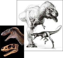 Raptorex kriegsteini à côté de Tyrannosaurus rex : un air de famille évident. Le crâne, en photographie, montre en particulier des similitudes remarquables, avec une mâchoire puissante, des dents acérées et des bulbes olfactifs conséquents. (Cliquer sur l'image pour l'agrandir.) © Todd Marshall (dessin), Mike Hettwer (photo)