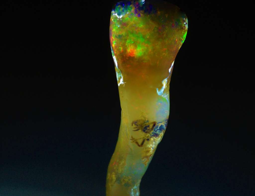 L’insecte est parfaitement conservé au sein de l’opale avec ses parties fibreuses. © Brian T. Berger, Instagram, velvetboxsociety