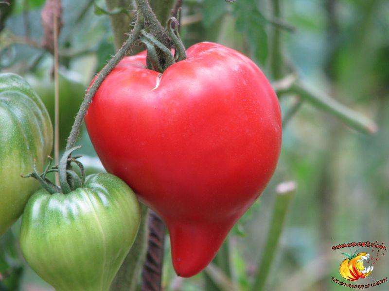 The tomato Téton de Venus has a rather original heart shape. © Tomodori