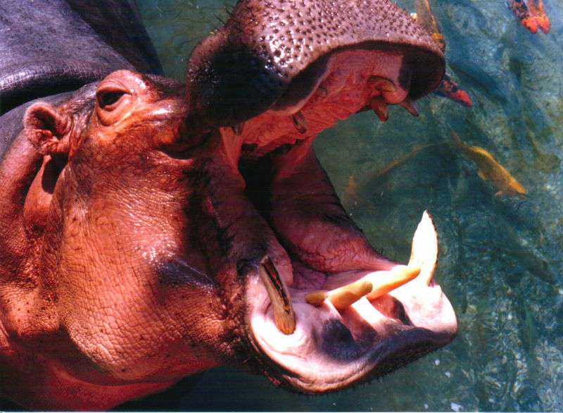 L'hippopotame amphibie est herbivore, mais peut s’attaquer à l’Homme s’il s’approche trop près. L’animal est semi-aquatique et peut peser jusqu'à quatre tonnes. © Larry D. Moore, Wikipédia, CC by-sa 3.0