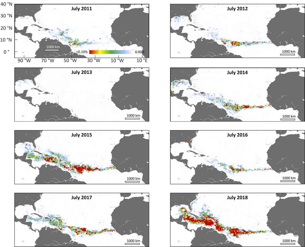 L’étendue de la Grande ceinture des sargasses de l’Atlantique s’accroît d’année en année depuis 2011. © Université de Floride du Sud