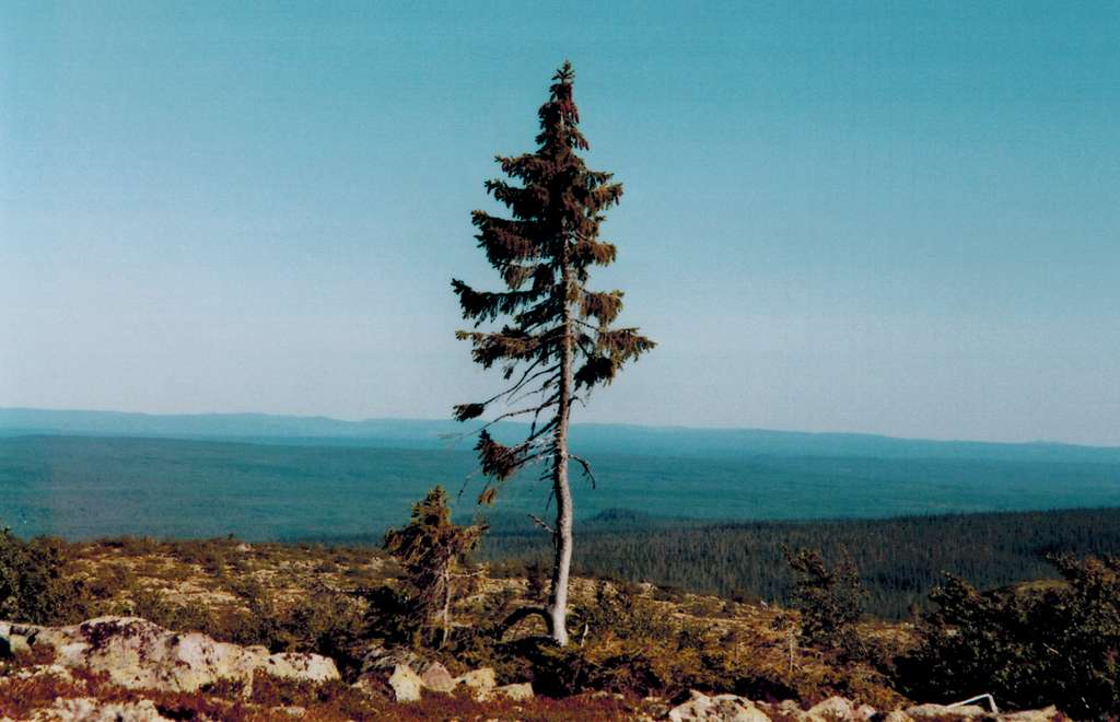 أغلى سبع أشجار في العالم Ff0504a45c_130095_old-tjikko-c-karl-brodowsky-wikipedia