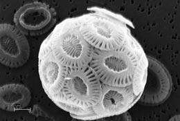Le coccolithophore Emiliania huxleyi, ici observé au microscope électronique à balayage, risque d'être plus difficile à observer dans son milieu naturel. © D. Iglesias-Rodriguez