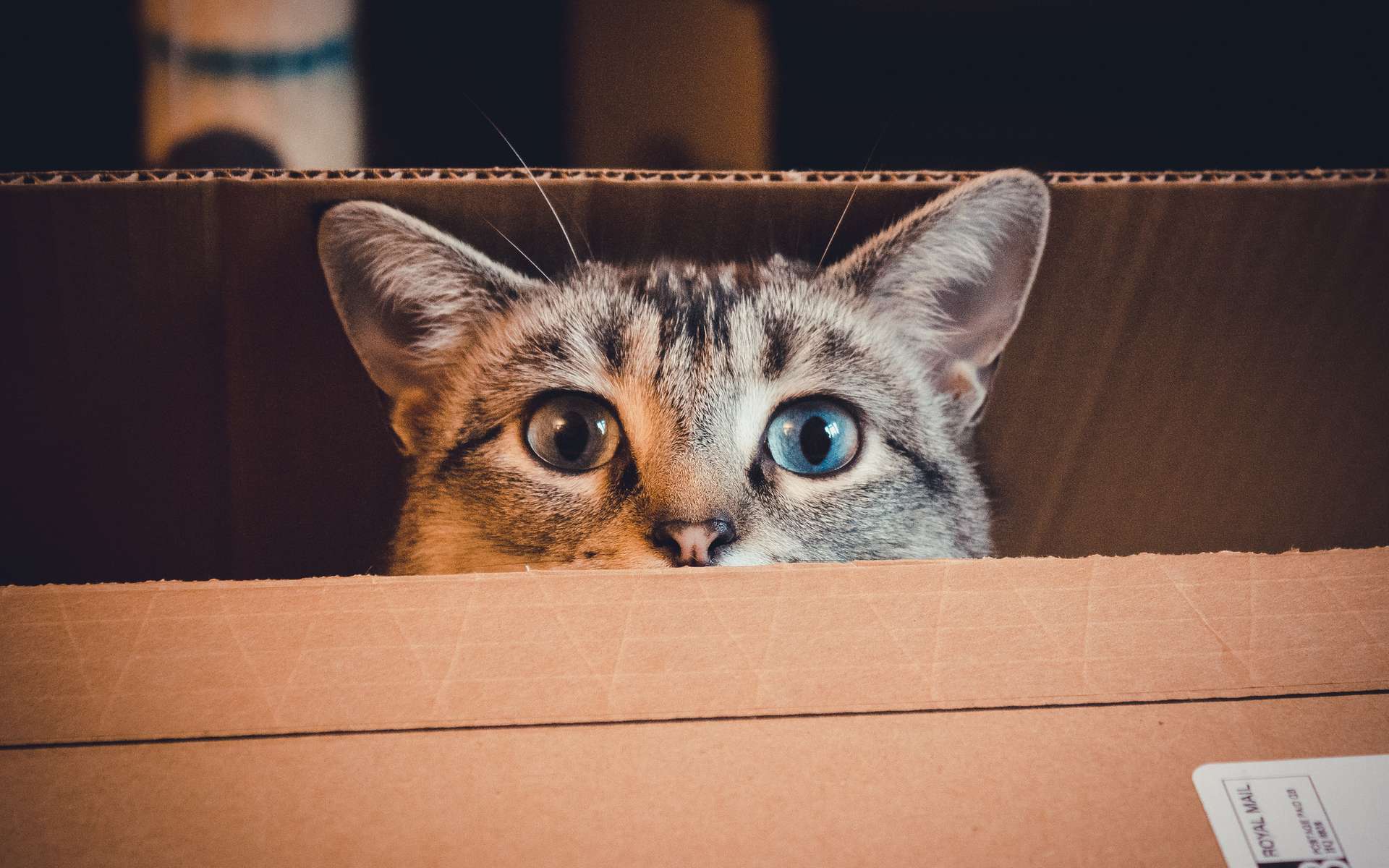 Pourquoi les chats aiment autant les boîtes en carton