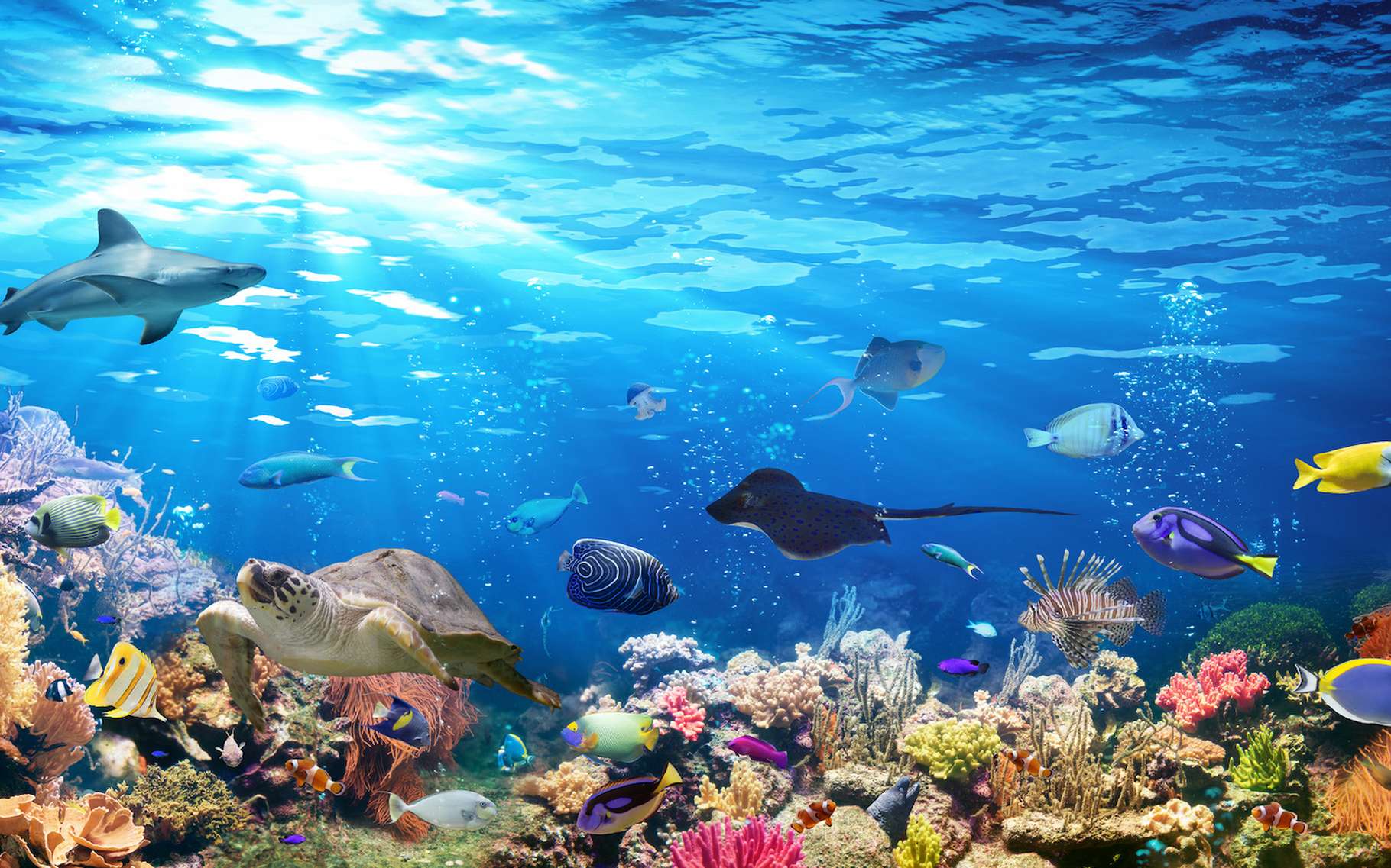 Réchauffement climatique : la population d'animaux marins pourrait diminuer de 17 % d'ici 2100