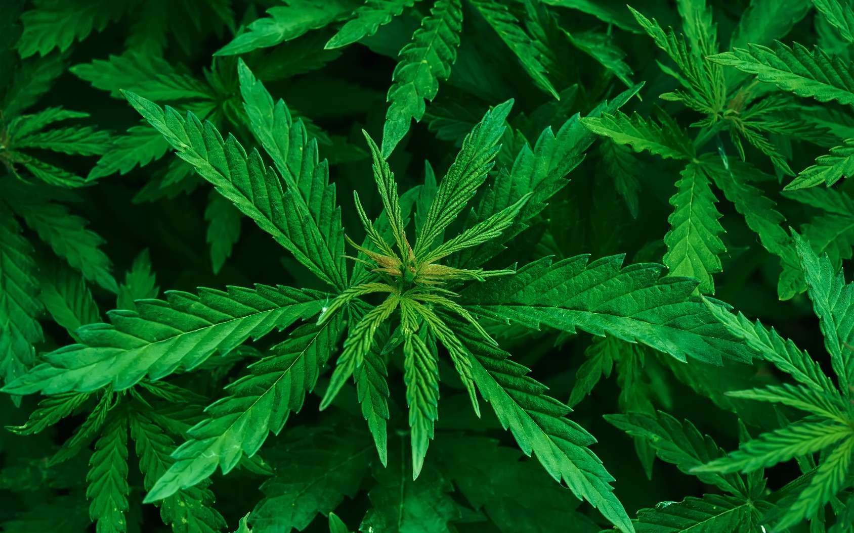 Fancy Herbal Grinders Growing Among Marijuana Users
