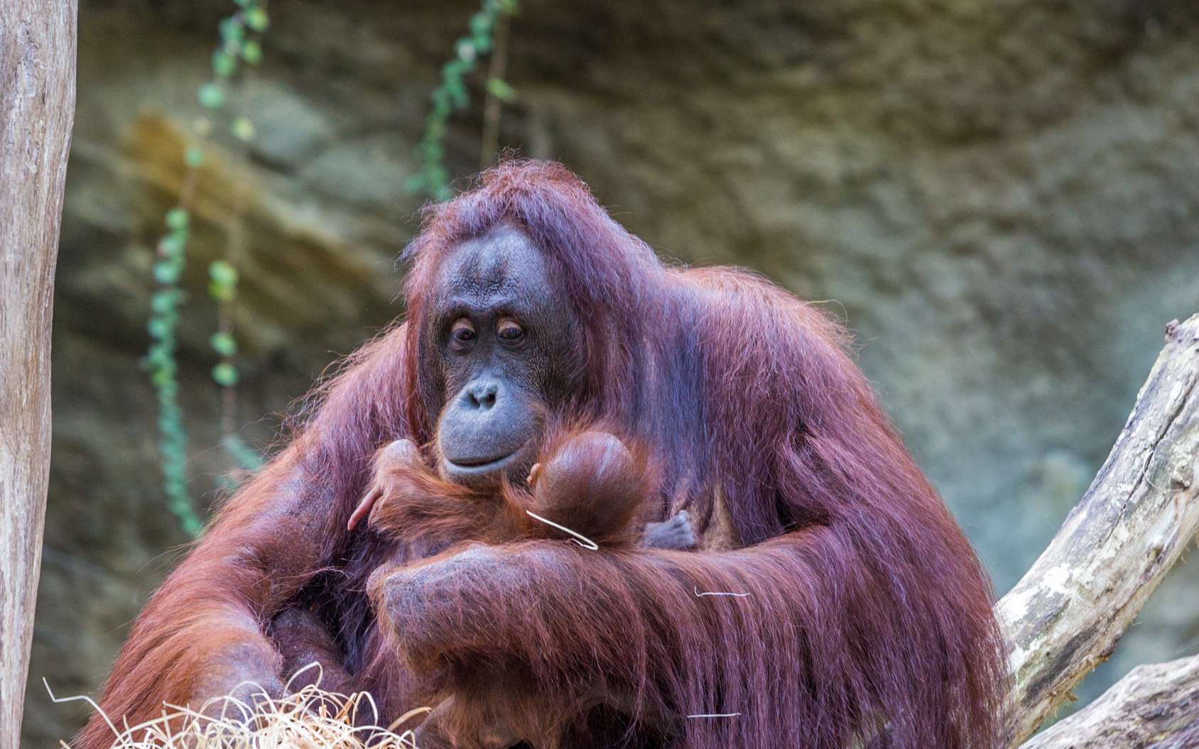 Une nouvelle espèce d'orangs-outans découverte en Indonésie